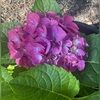 hippiehydrangea
